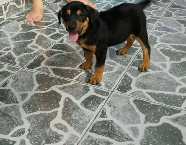 Chó Phú Quốc Lai Rottweiler Với Ngoại Hình Độc Đáo