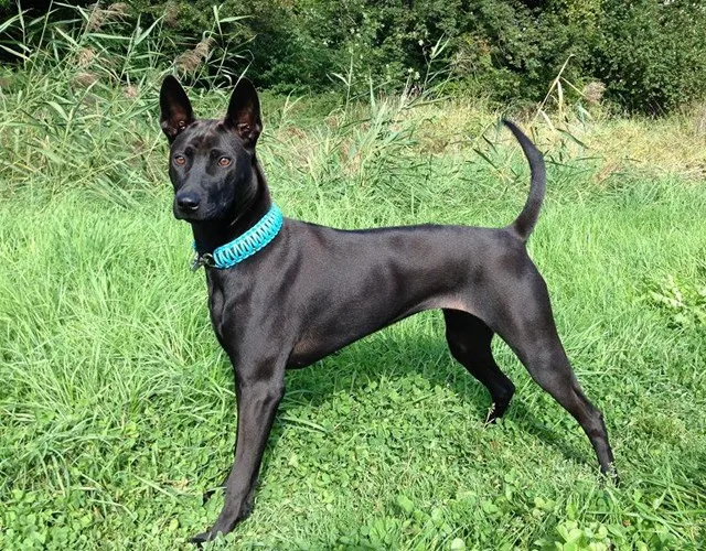 Chó Phú Quốc Màu Đen Tuyền Với Dải Lông Xoáy Rõ Ràng