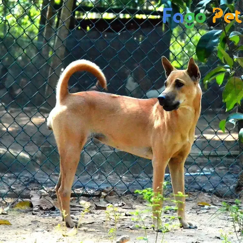 Chó Phú Quốc màu vàng trong tư thế cảnh giác, tai vểnh, sẵn sàng bảo vệ chủ nhân