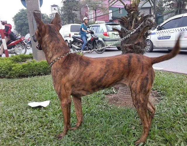 Chó Phú Quốc Màu Vện (Vằn Hổ) Với Giá Trị Cao Nhất