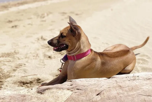 chó phú quốc nặng bao nhiêu kg ảnh minh họa đặc điểm xoáy lưng