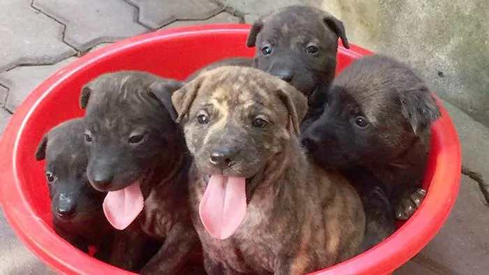 Chó Phú Quốc thuần chủng màu vàng lửa đang nghỉ ngơi