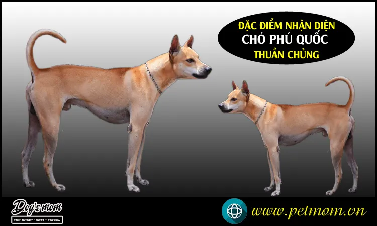Chó Phú Quốc Thuần Chủng với bộ lông ngắn, vàng lửa săn chắc