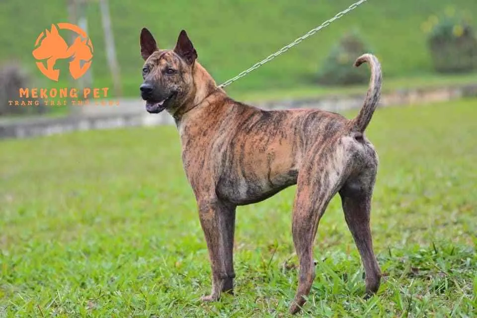 Bán Chó Phú Quốc Con Thuần Chủng: Đặc Điểm, Giá Bán Và Kinh Nghiệm Nuôi