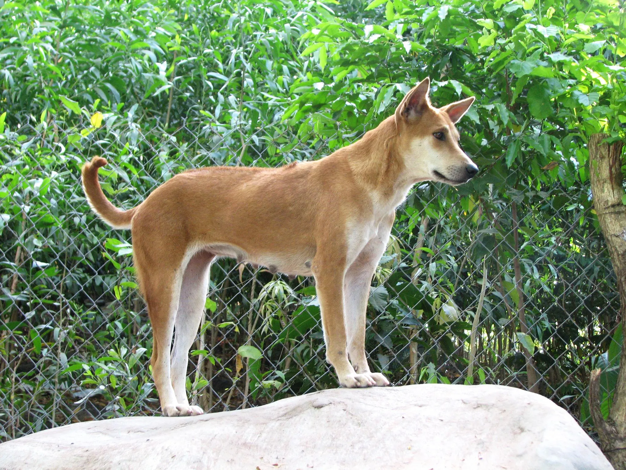 Chó Phú Quốc trong tư thế đứng thẳng, dáng săn