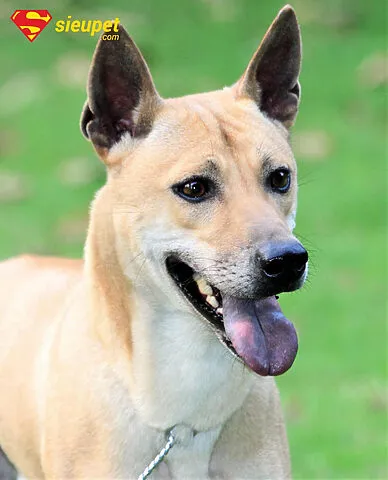 Chó Phú Quốc trưởng thành đạt kích thước và cân nặng chuẩn 15-18 tháng