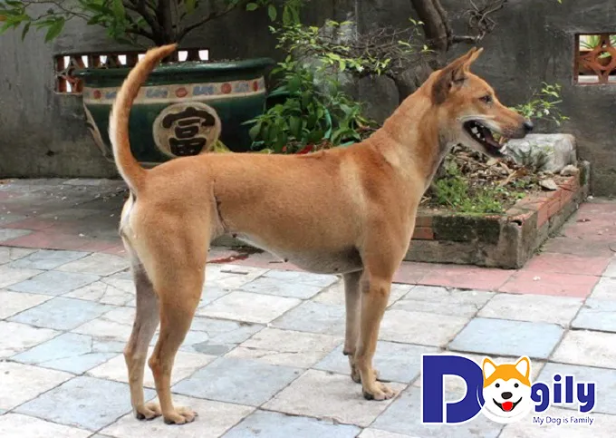 Chó Phú Quốc trưởng thành màu vàng lửa có ngoại hình săn chắc, dáng chuẩn