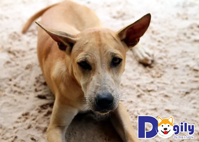 Chó Phú Quốc trưởng thành màu vàng lửa đang nằm trên bãi cát, khác biệt so với hình ảnh chó phú quốc con