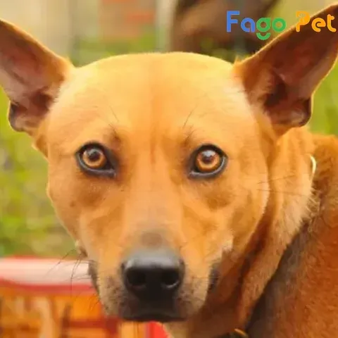 Chó Phú Quốc vàng lửa trưởng thành đứng dáng kiêu hãnh, bộ lông vàng hổ phách rực rỡ và cơ bắp săn chắc