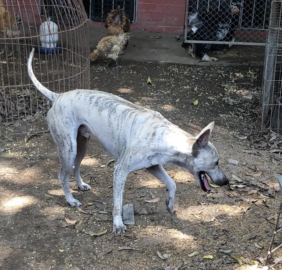 Chó Phú Quốc 2 Xoáy: Đặc Điểm Nhận Dạng Và Giá Trị Của Quốc Khuyển Việt