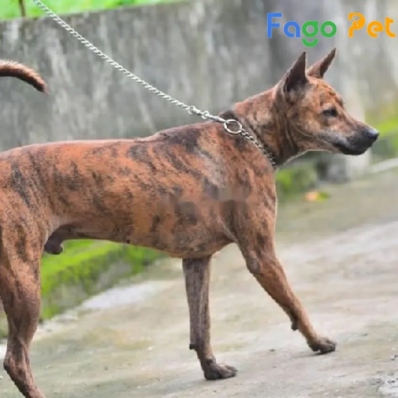 Chó Phú Quốc vện cọp chuẩn giống với tai dựng đứng và xoáy lưng rõ nét