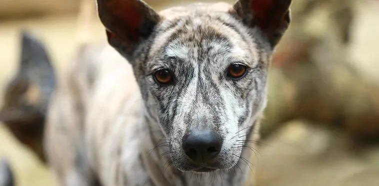 Chó Phú Quốc vện cọp với bộ lông hoang dã và quý hiếm