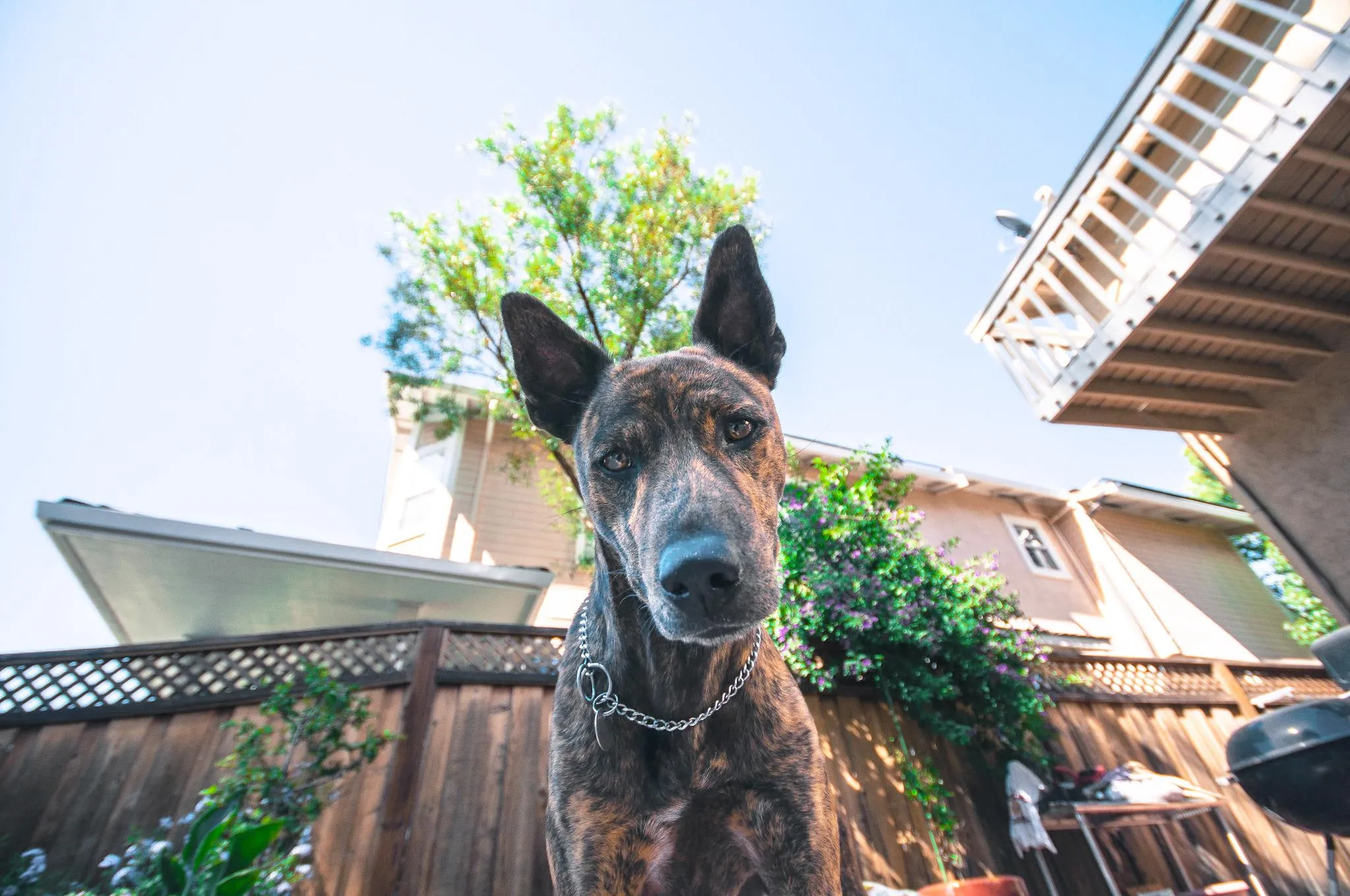 Chó Phú Quốc với bàn chân cọp độc đáo