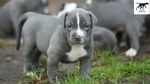 Chó Pitbull American Terrier và các yếu tố quyết định giá mua bán chó pitbull tại Hà Nội