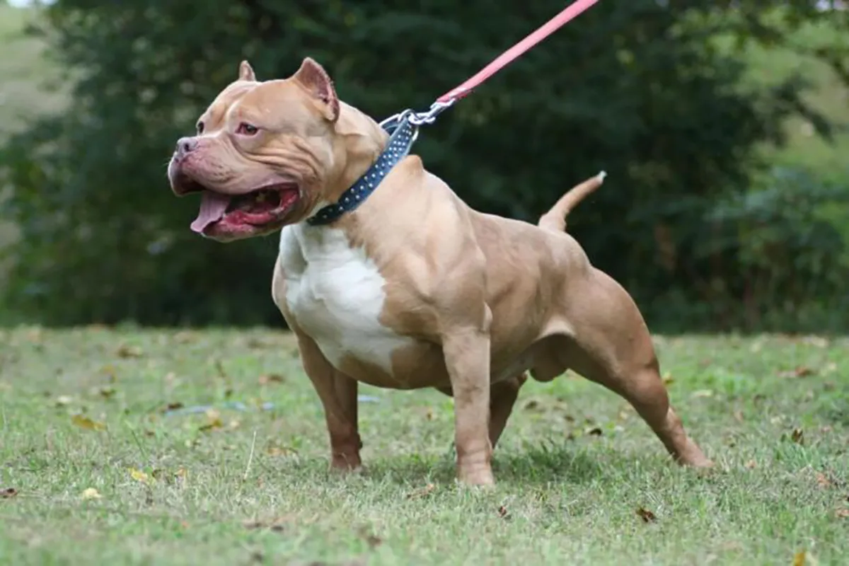 Chó Pitbull được dắt đi trong khu vực công cộng, nhấn mạnh sự cần thiết của rọ mõm và dây dắt để kiểm soát hành vi và đảm bảo an toàn