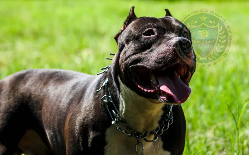 Chó Pitbull được trang bị rọ mõm và dây dắt, minh họa tầm quan trọng của kỷ luật và kiểm soát an toàn khi huấn luyện phản ứng phòng vệ.