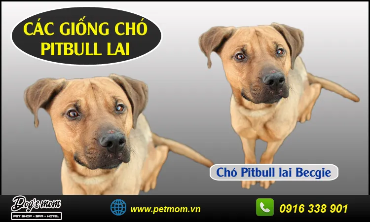Chó Pitbull lai Becgie sở hữu khuôn mặt giống chó chăn gia súc