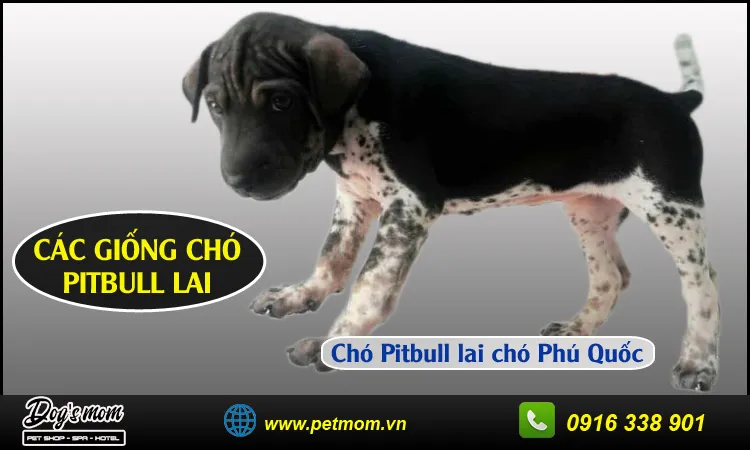 Chó Pitbull lai chó Phú Quốc với đầu to, mõm ngắn, thể hiện gen trội của Pitbull