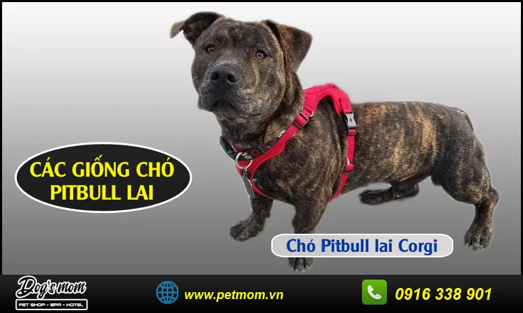 Chó Pitbull lai Corgi