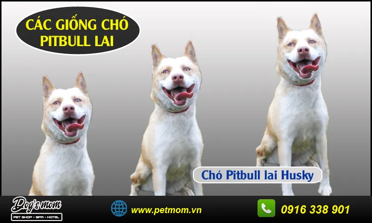 Chó Pitbull lai Husky với đôi mắt màu xanh dương và bộ lông dày dặn