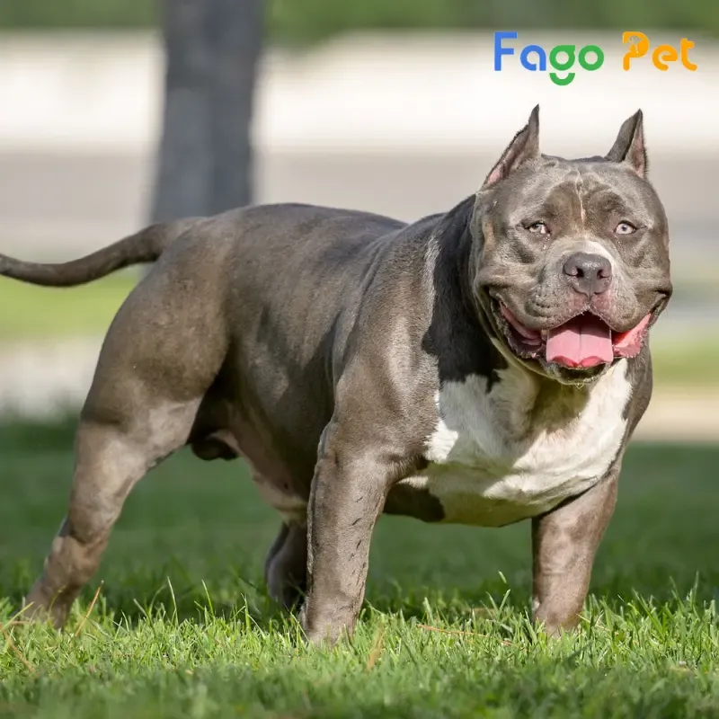 Chó Pitbull mặt xệ (American Bully) minh họa đặc điểm cơ bắp