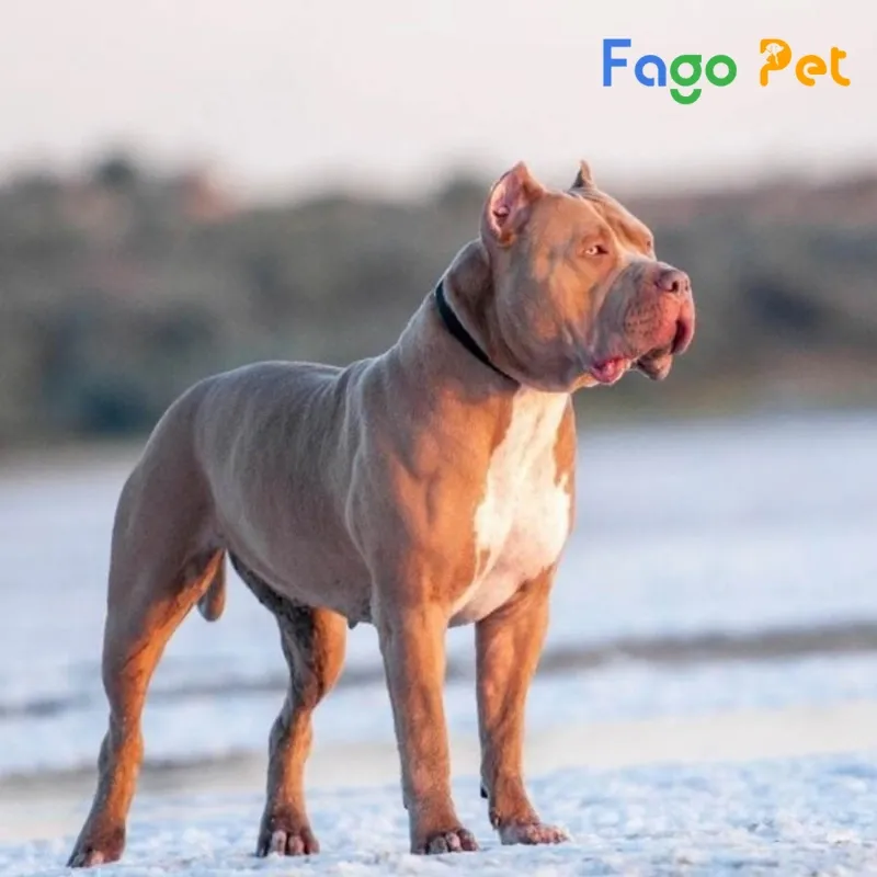 Chó Pitbull Mũi Đỏ (Red Nose Pitbull) với chiếc mũi màu đỏ đồng đặc trưng