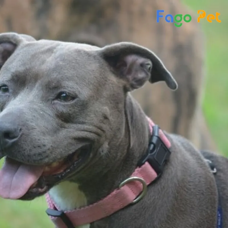 Chó Pitbull Mũi Xanh (Blue Nose Pitbull) với màu lông và mắt xanh xám