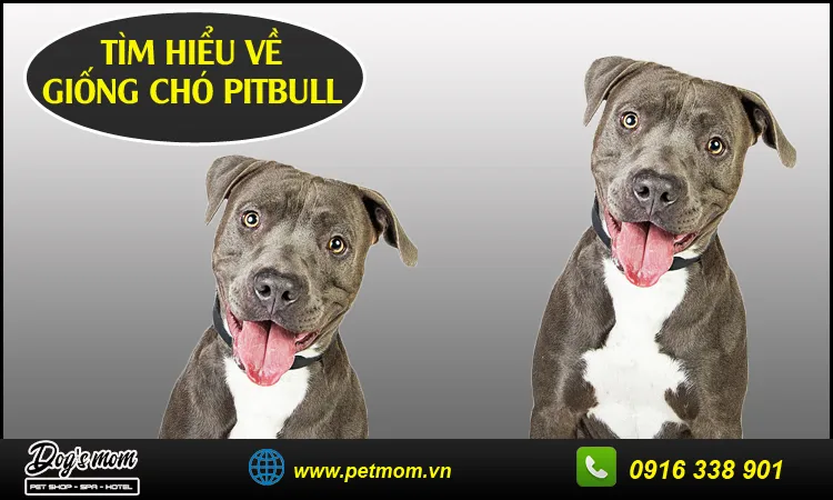 Chó Pitbull thuần chủng dũng mãnh và cơ bắp nổi bật