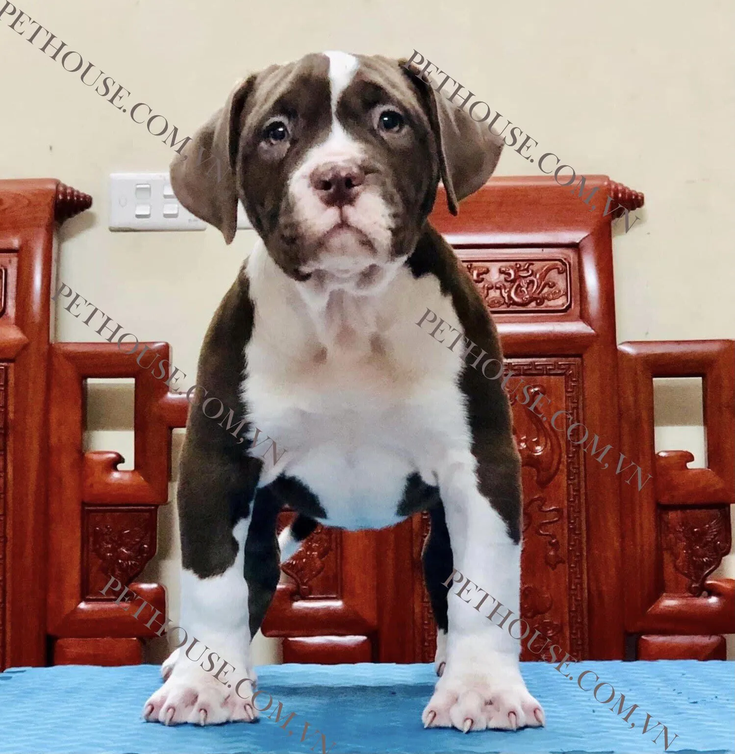 Chó Pitbull trung thành cần được huấn luyện bài bản để phát triển tính cách cân bằng.