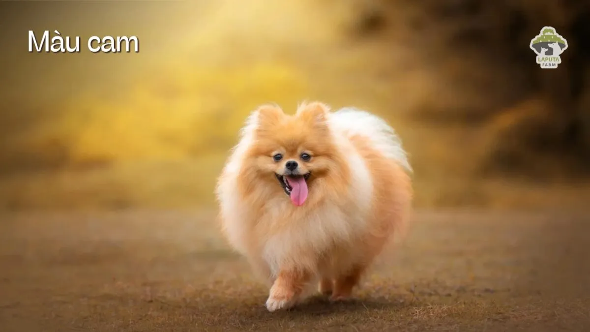 Chó Pomeranian Phốc Sóc màu cam, một trong những màu phổ biến và được yêu thích nhất