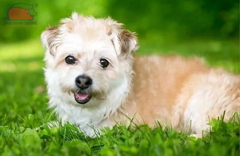 Chó Pompoo (Phốc lai Poodle), tương tự chó poodle lai phốc sóc, có kích thước nhỏ gọn