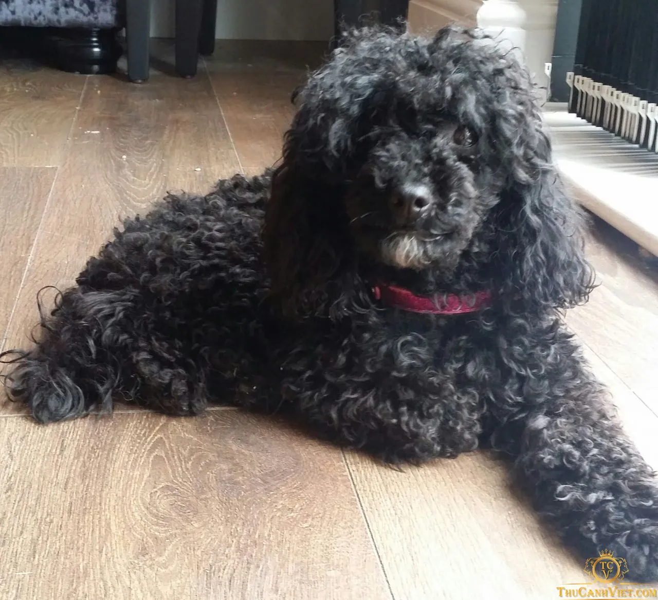 Các loại thực phẩm bổ sung ngoài cơm cho chó Poodle