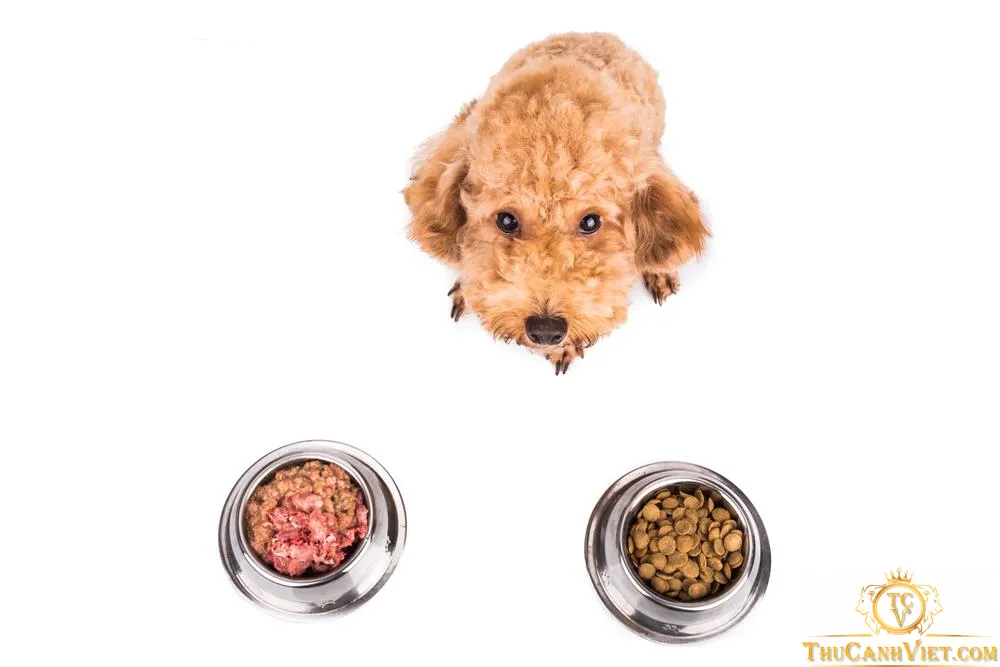 Cơm trắng cung cấp năng lượng cho chó Poodle năng động