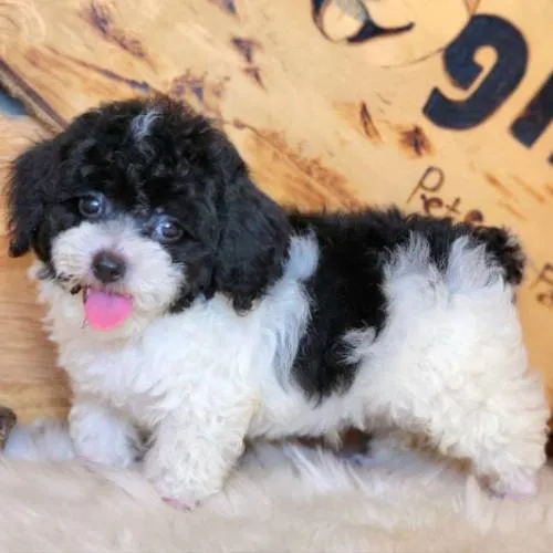Chó Poodle bò sữa hiếm gặp và giá cao
