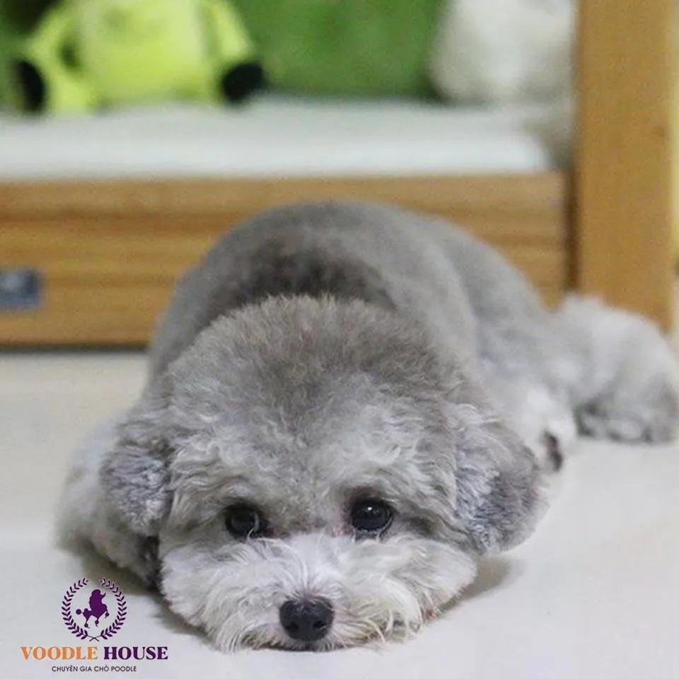 Chó poodle bò sữa