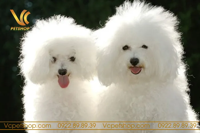 Chó Poodle cái trưởng thành tạo dáng bên ngoài, minh họa cho cách nuôi chó poodle cái khỏe mạnh