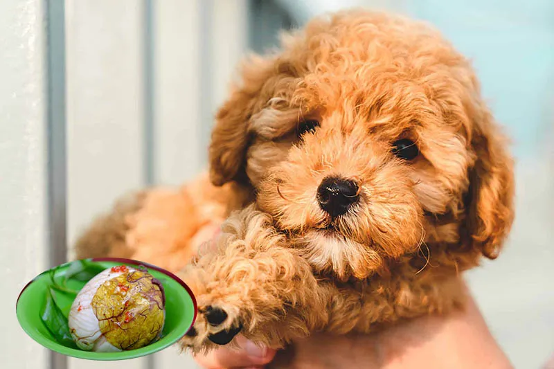 Chó Poodle con đang ăn trứng vịt lộn được chuẩn bị sẵn, nhấn mạnh tầm quan trọng của dinh dưỡng cho bộ lông