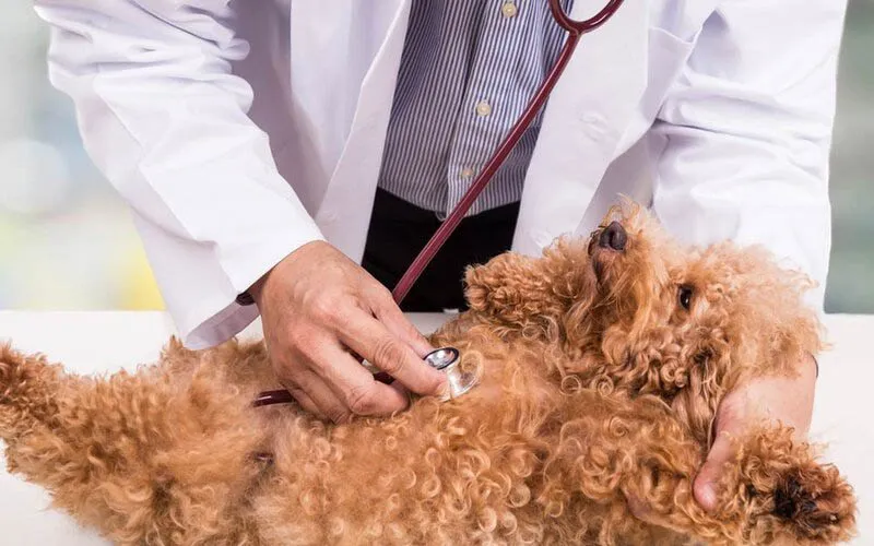 Chó Poodle con nằm trên thảm, dấu hiệu mệt mỏi và mất nước do tiêu chảy