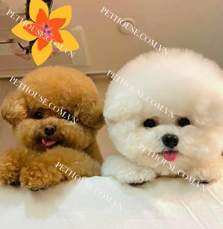 Chó Poodle đang ngồi ngoan, nhấn mạnh tính cách dễ huấn luyện và hòa đồng.