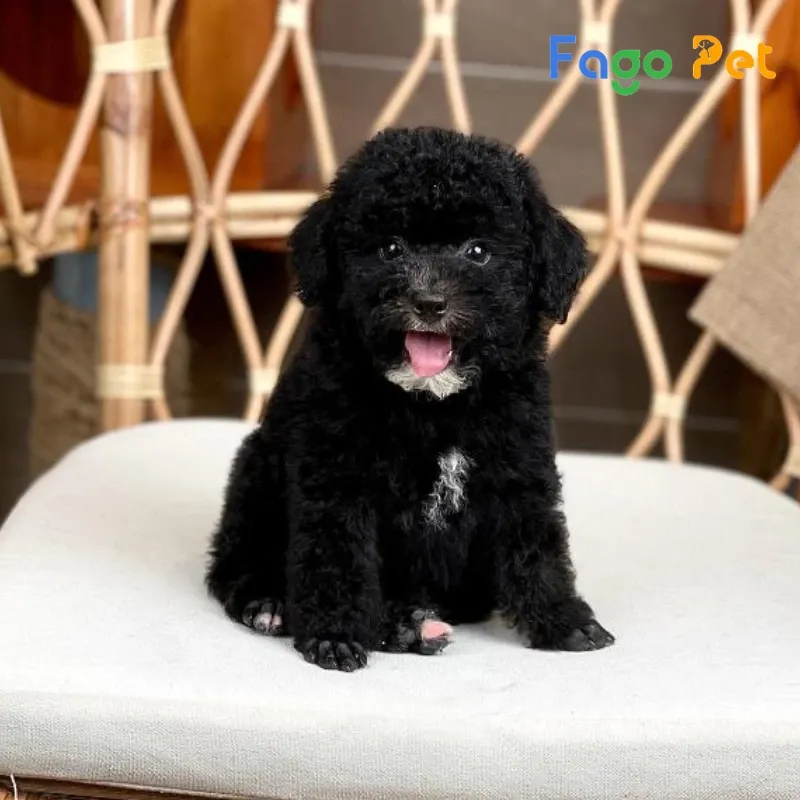 chó poodle đen thuần chủng