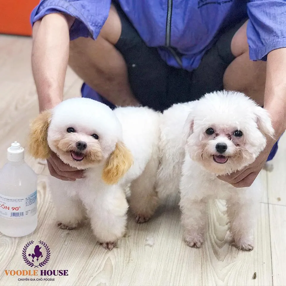 Chó poodle màu chocolate