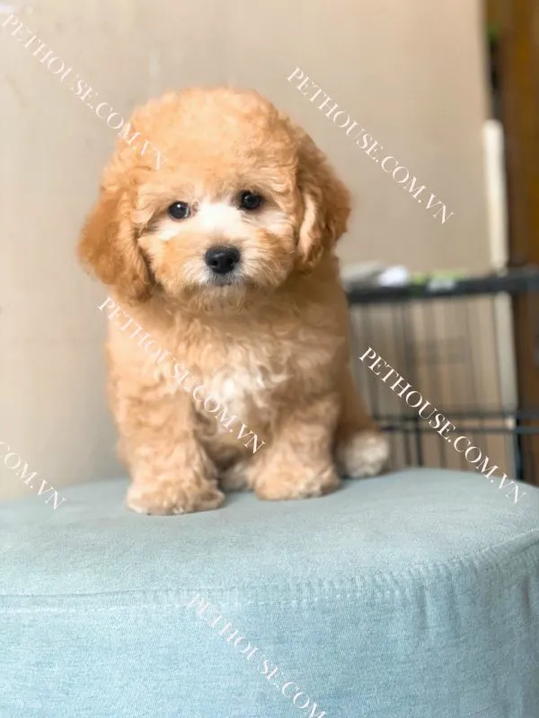 chó poodle màu đen trắng đáng yêu tạo dáng chụp ảnh với chủ nhân