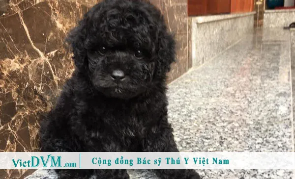 Chó Poodle màu đen với bộ lông được cắt tỉa gọn gàng, thể hiện màu sắc phổ biến