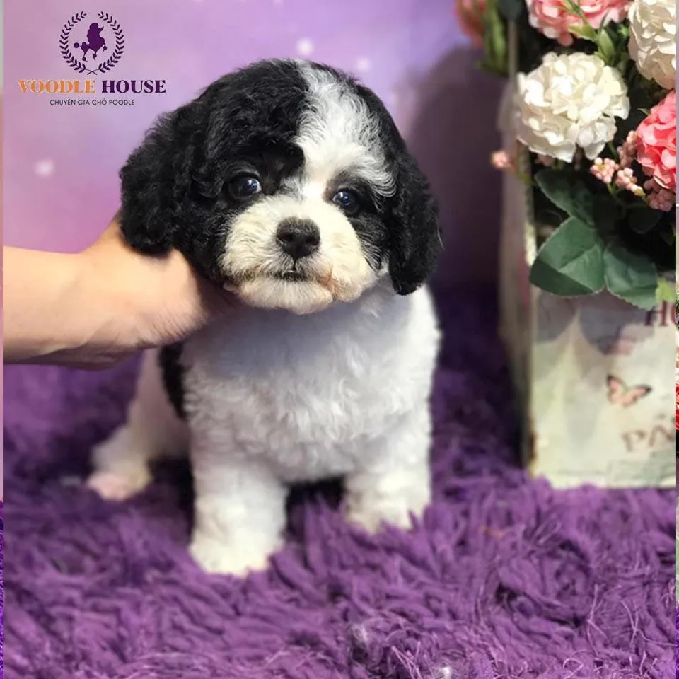 Chó poodle màu đen