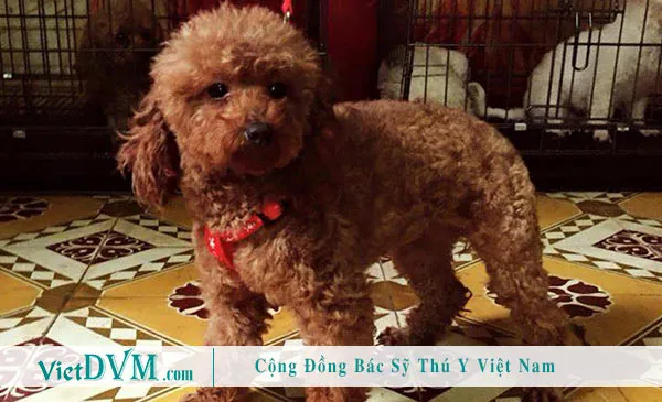 Chó Poodle màu nâu đỏ với bộ lông xoăn xù tự nhiên đang ngồi trên mặt đất