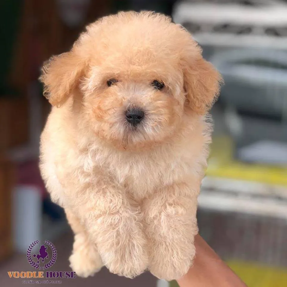 Chó poodle màu nâu đỏ