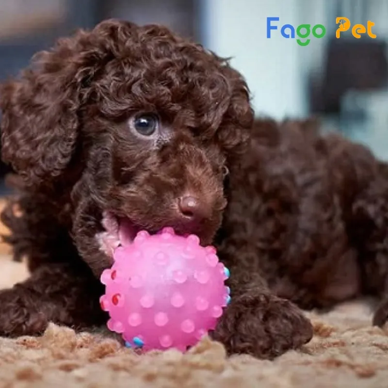 Chó Poodle Màu Socola Thể Hiện Tính Cách Hiền Lành Thân Thiện