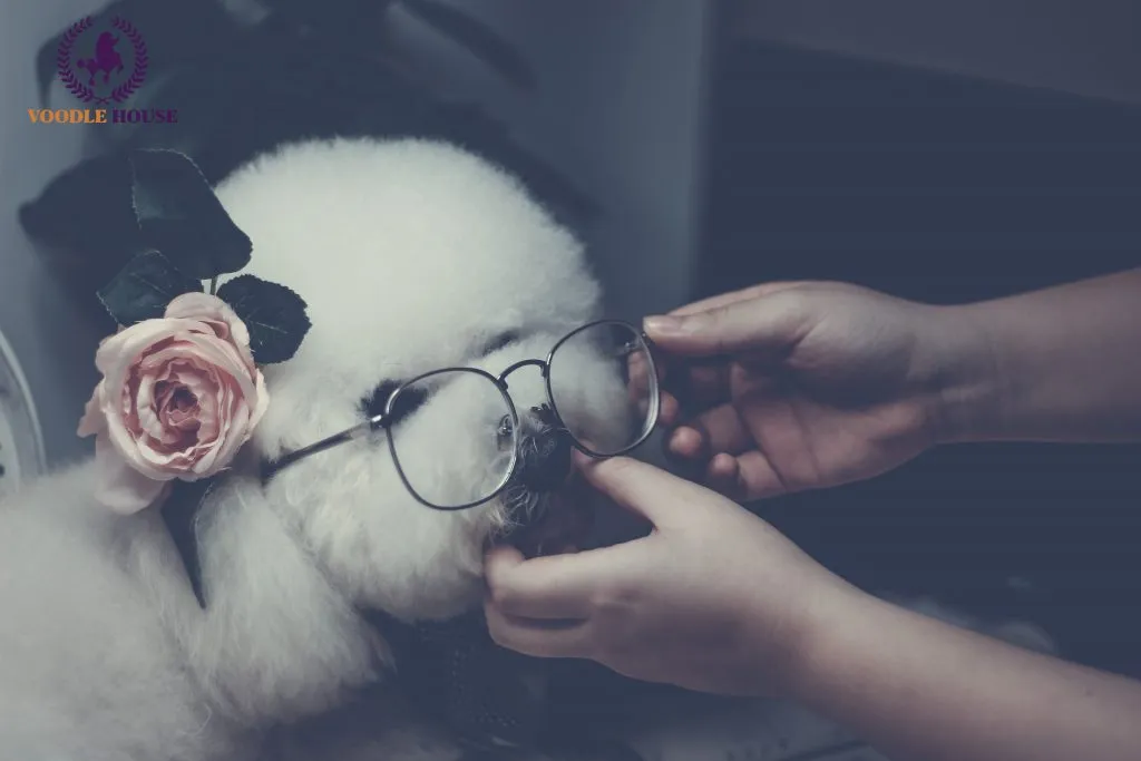 Chó Poodle Miniature đứng tạo dáng, thể hiện cấu trúc cơ thể cân đối