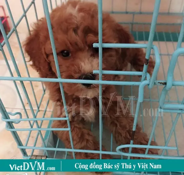 Chó Poodle nằm trong chuồng vệ sinh, minh họa cách hướng dẫn chó poodle đi vệ sinh trong lồng