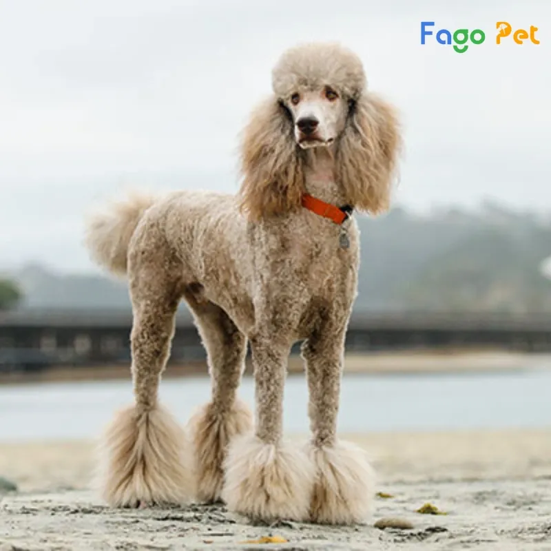 Chó Poodle Standard màu đen quý phái thể hiện nguồn gốc từ thợ lặn châu Âu
